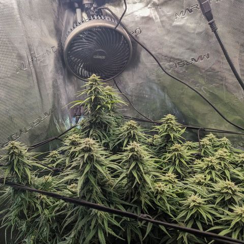 Grow-1-2023/2024-Indoor-Winter growlog timeline photo