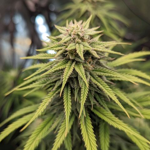 Grow-1-2023/2024-Indoor-Winter growlog photo: Added a top dressing of about 1"-2" original soil mix.