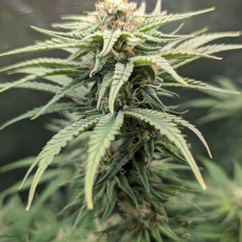 Grow-1-2023/2024-Indoor-Winter growlog photo: Added a top dressing of about 1"-2" original soil mix.