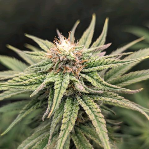 Grow-1-2023/2024-Indoor-Winter growlog photo: Added a top dressing of about 1"-2" original soil mix.