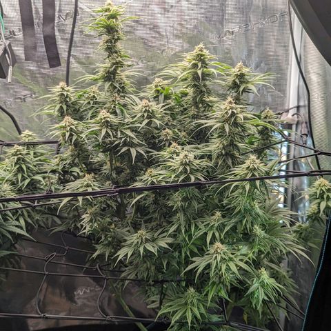 Grow-1-2023/2024-Indoor-Winter growlog photo: Looking frostier