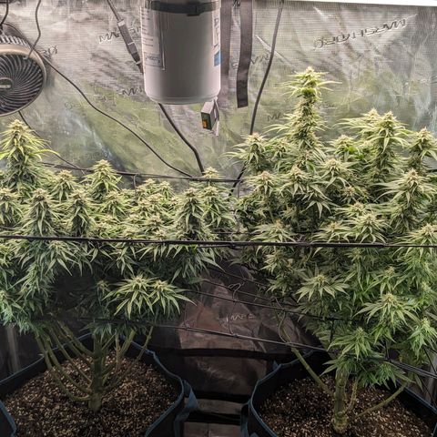 Grow-1-2023/2024-Indoor-Winter growlog photo: Looking frostier