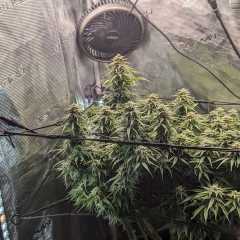 Grow-1-2023/2024-Indoor-Winter growlog photo: Looking frostier