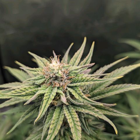 Grow-1-2023/2024-Indoor-Winter growlog photo: Looking frostier