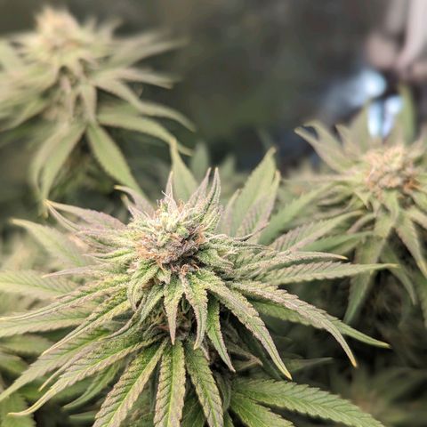 Grow-1-2023/2024-Indoor-Winter growlog photo: Looking frostier