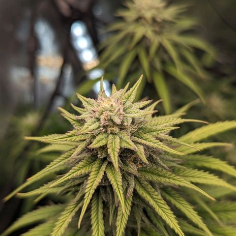 Grow-1-2023/2024-Indoor-Winter growlog photo: Looking frostier