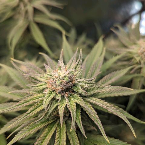 Grow-1-2023/2024-Indoor-Winter growlog photo: Looking frostier