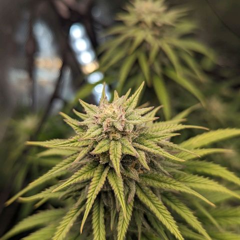 Grow-1-2023/2024-Indoor-Winter growlog photo: Looking frostier