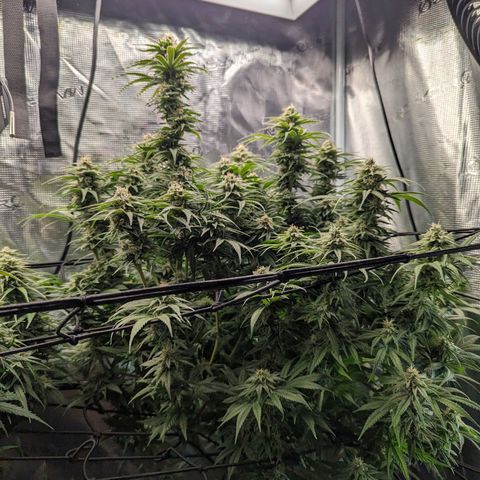 Grow-1-2023/2024-Indoor-Winter growlog photo: The humidity reached below 30% this morning. I added extra water to the floor of the tent and set up a semi-passive humidifier.
