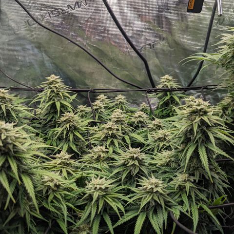 Grow-1-2023/2024-Indoor-Winter growlog photo: The humidity reached below 30% this morning. I added extra water to the floor of the tent and set up a semi-passive humidifier.