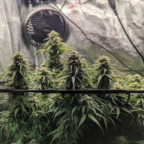 Grow-1-2023/2024-Indoor-Winter growlog photo: The humidity reached below 30% this morning. I added extra water to the floor of the tent and set up a semi-passive humidifier.
