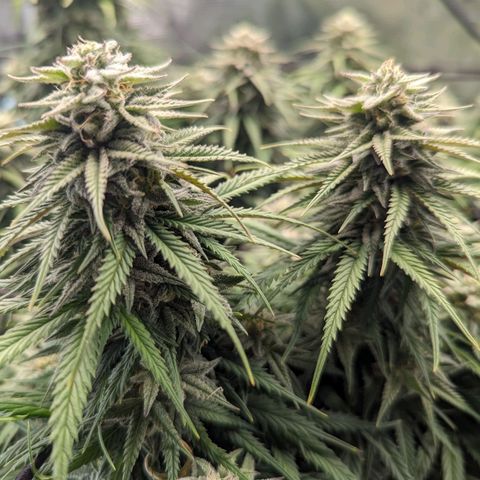 Grow-1-2023/2024-Indoor-Winter growlog timeline photo