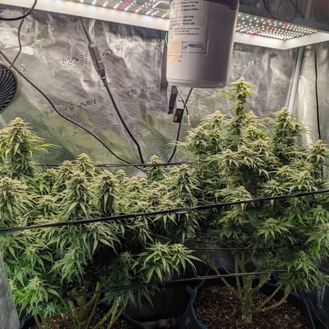 Grow-1-2023/2024-Indoor-Winter growlog timeline photo
