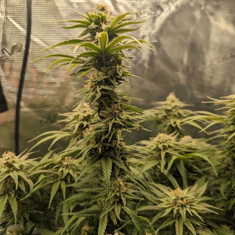 Grow-1-2023/2024-Indoor-Winter growlog timeline photo