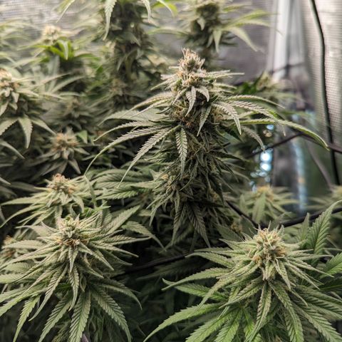 Grow-1-2023/2024-Indoor-Winter growlog timeline photo
