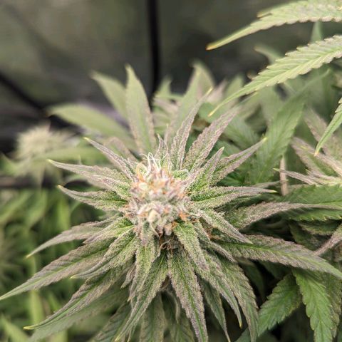 Grow-1-2023/2024-Indoor-Winter growlog timeline photo