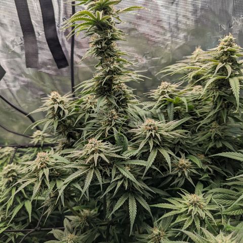 Grow-1-2023/2024-Indoor-Winter growlog timeline photo