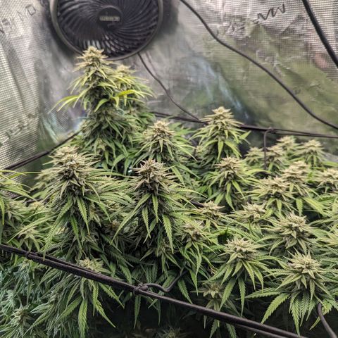 Grow-1-2023/2024-Indoor-Winter growlog timeline photo