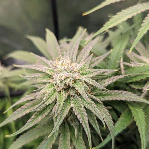 Grow-1-2023/2024-Indoor-Winter growlog timeline photo