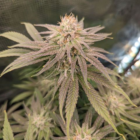 Grow-1-2023/2024-Indoor-Winter growlog timeline photo