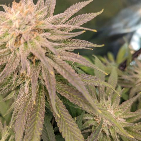 Grow-1-2023/2024-Indoor-Winter growlog timeline photo