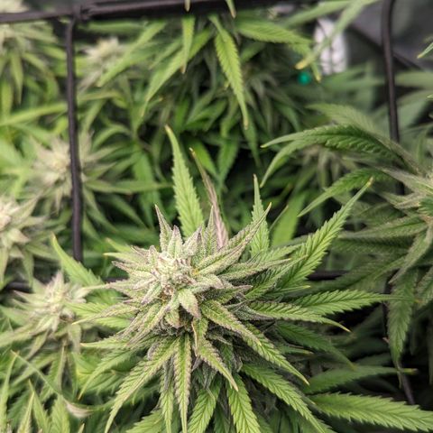 Grow-1-2023/2024-Indoor-Winter growlog timeline photo