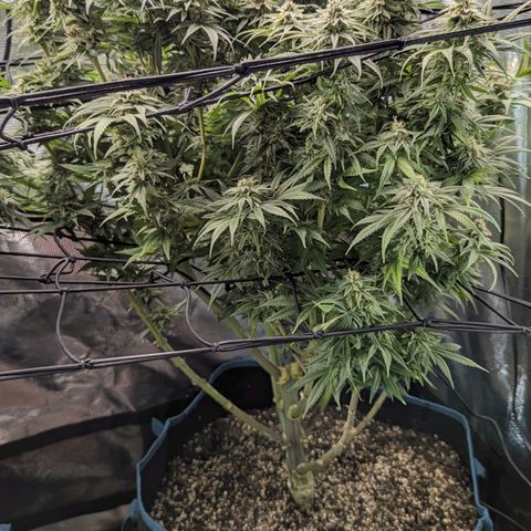 Grow-1-2023/2024-Indoor-Winter growlog timeline photo