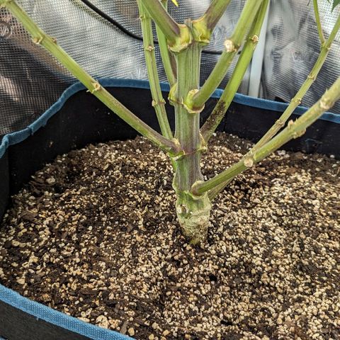 Grow-1-2023/2024-Indoor-Winter growlog timeline photo