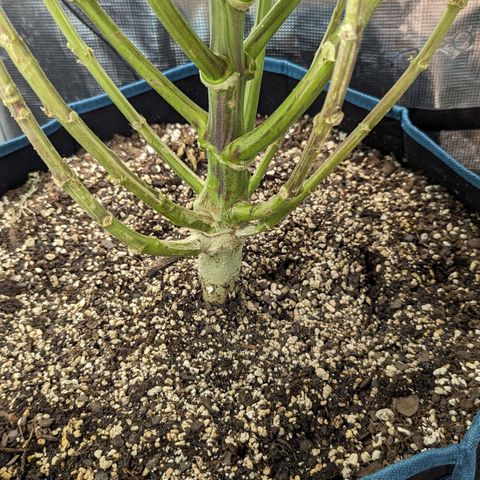 Grow-1-2023/2024-Indoor-Winter growlog timeline photo