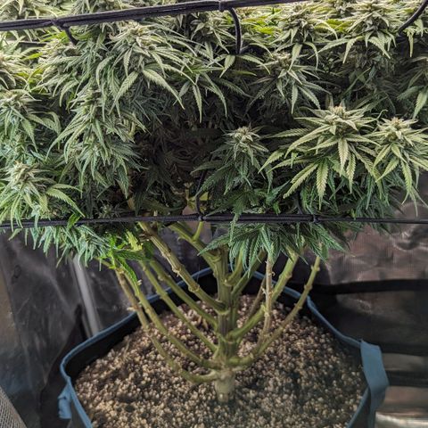 Grow-1-2023/2024-Indoor-Winter growlog timeline photo