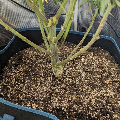 Grow-1-2023/2024-Indoor-Winter growlog timeline photo