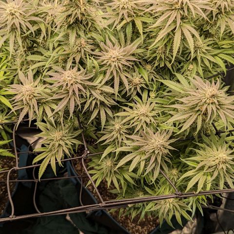 Grow-1-2023/2024-Indoor-Winter growlog photo: Probable sulphur deficiency treated with 2 tsp. Epsom salts.