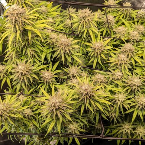 Grow-1-2023/2024-Indoor-Winter growlog photo: Probable sulphur deficiency treated with 2 tsp. Epsom salts.