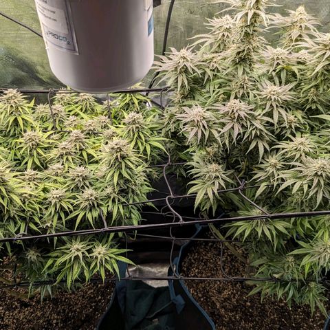 Grow-1-2023/2024-Indoor-Winter growlog photo: Probable sulphur deficiency treated with 2 tsp. Epsom salts.