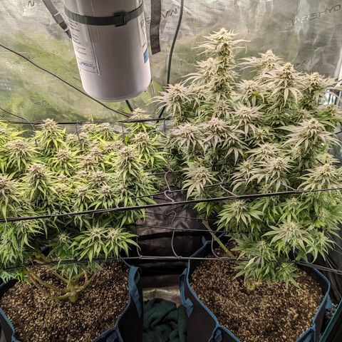 Grow-1-2023/2024-Indoor-Winter growlog timeline photo
