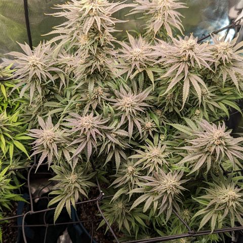Grow-1-2023/2024-Indoor-Winter growlog timeline photo