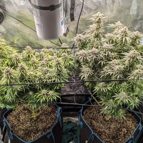 Grow-1-2023/2024-Indoor-Winter growlog timeline photo