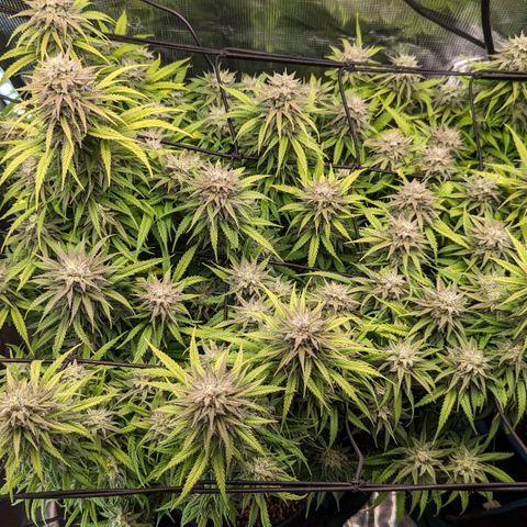 Grow-1-2023/2024-Indoor-Winter growlog timeline photo
