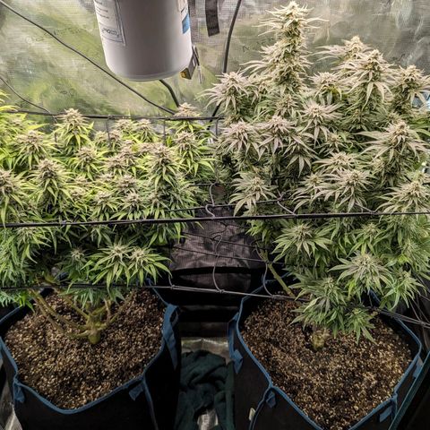 Grow-1-2023/2024-Indoor-Winter growlog timeline photo