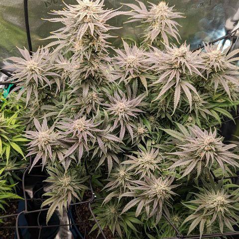Grow-1-2023/2024-Indoor-Winter growlog timeline photo