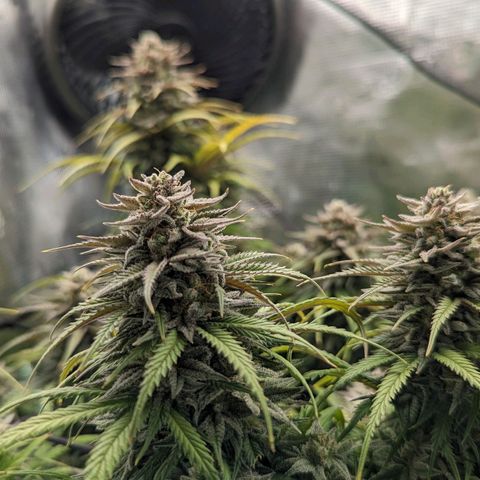 Grow-1-2023/2024-Indoor-Winter growlog timeline photo