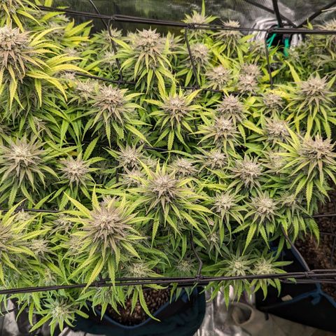 Grow-1-2023/2024-Indoor-Winter growlog timeline photo