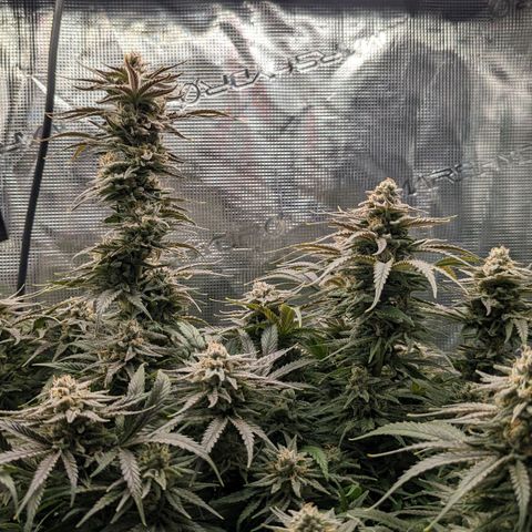 Grow-1-2023/2024-Indoor-Winter growlog timeline photo