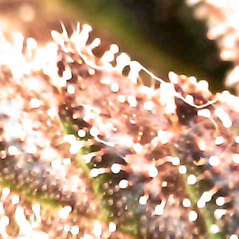 Grow-1-2023/2024-Indoor-Winter growlog photo: New microscope. Still a lot of clear based on side looks of trichomes.