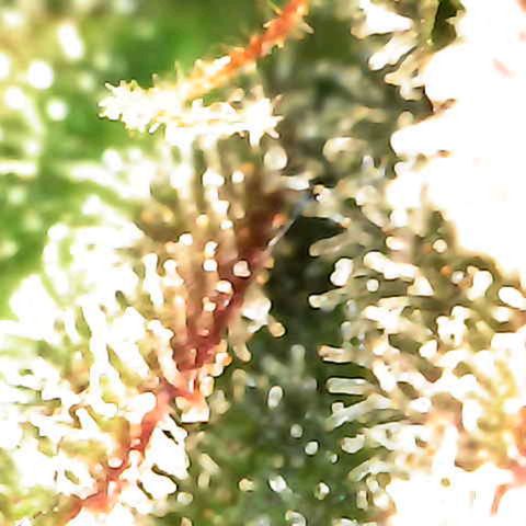 Grow-1-2023/2024-Indoor-Winter growlog photo: New microscope. Still a lot of clear based on side looks of trichomes.