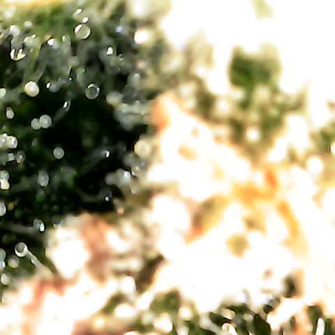 Grow-1-2023/2024-Indoor-Winter growlog photo: New microscope. Still a lot of clear based on side looks of trichomes.