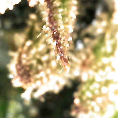 Grow-1-2023/2024-Indoor-Winter growlog photo: New microscope. Still a lot of clear based on side looks of trichomes.