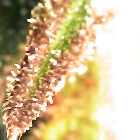 Grow-1-2023/2024-Indoor-Winter growlog photo: New microscope. Still a lot of clear based on side looks of trichomes.