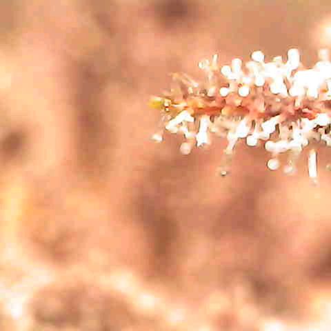 Grow-1-2023/2024-Indoor-Winter growlog photo: New microscope. Still a lot of clear based on side looks of trichomes.