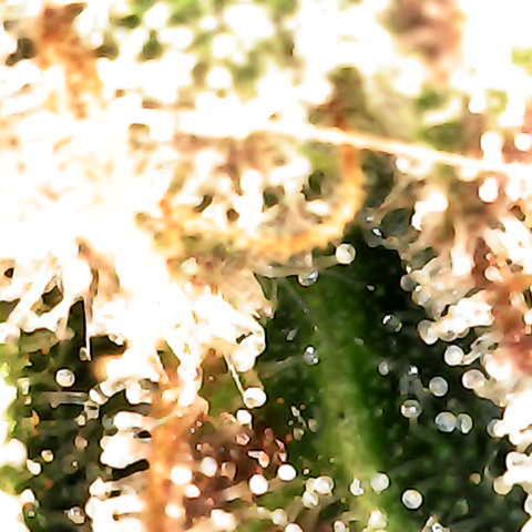Grow-1-2023/2024-Indoor-Winter growlog photo: New microscope. Still a lot of clear based on side looks of trichomes.